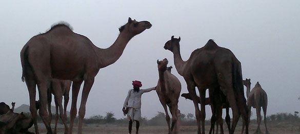 Rajasthan voyages