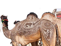 circuit rajasthan en 10 jours