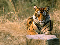 delhi packages