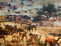 circuits rajasthan avec benares