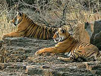 forum voyage rajasthan inde