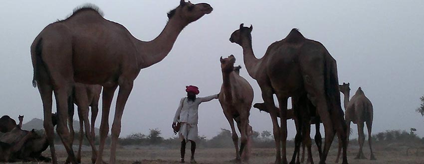 voyage jaisalmer